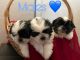 Shih Tzu Puppies for sale in Bakersfield, CA, USA. price: $900