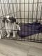 Shih Tzu Puppies for sale in Warren, MI, USA. price: $1,200