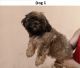 Shih Tzu Puppies for sale in Tagaytay, Cavite, Philippines. price: 6500 PHP