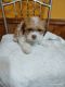 Shih Tzu Puppies for sale in Lithia Springs, GA, USA. price: NA