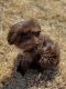 Shih Tzu Puppies for sale in Roseville, CA, USA. price: NA