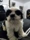 Shih Tzu Puppies for sale in Hollywood, FL, USA. price: $800