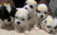 Shih Tzu Puppies for sale in Atlanta, GA, USA. price: $900