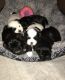 Shih Tzu Puppies for sale in Huntsville, AL, USA. price: $800