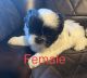 Shih Tzu Puppies for sale in Winston-Salem, NC 27105, USA. price: $1,500