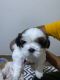 Shih Tzu Puppies for sale in Basavanna Nagar, Whitefield, Bengaluru, Karnataka 560048, India. price: 25000 INR