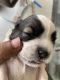 Shih Tzu Puppies for sale in Kompally, Hyderabad, Telangana, India. price: 22000 INR
