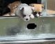 Shih Tzu Puppies for sale in Sunnyside, WA, USA. price: $230