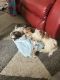 Shih Tzu Puppies for sale in New Whiteland, IN 46184, USA. price: NA
