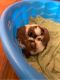 Shih Tzu Puppies for sale in La Fayette, AL 36862, USA. price: NA