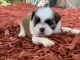 Shih Tzu Puppies for sale in Morrison, TN 37357, USA. price: $1,200