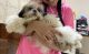 Shih Tzu Puppies for sale in New Delhi, Delhi, India. price: 15000 INR