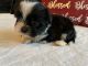 Shih Tzu Puppies for sale in West York, PA 17404, USA. price: $1,000