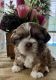 Shih Tzu Puppies for sale in LaGrange, GA, USA. price: NA