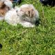 Shih Tzu Puppies for sale in Stanton, MI 48888, USA. price: NA
