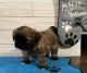Shih Tzu Puppies for sale in Milton, FL 32571, USA. price: NA