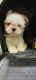 Shih Tzu Puppies for sale in Salisbury, NC, USA. price: $15,002,000