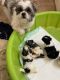 Shih Tzu Puppies for sale in Macon, GA, USA. price: $2,100