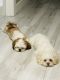 Shih Tzu Puppies for sale in Hialeah, FL 33012, USA. price: NA