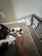 Shih Tzu Puppies for sale in 122 Cindy Lou Dr, San Antonio, TX 78249, USA. price: $800