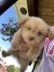 Shih Tzu Puppies for sale in Baltimore, MD 21227, USA. price: $650