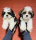 Shih Tzu Puppies for sale in Kumaraswamy Layout, Bengaluru, Karnataka 560078, India. price: 15000 INR