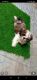 Shih Tzu Puppies for sale in Rahmat Nagar, Moti Nagar, Hyderabad, Telangana 500045, India. price: 20000 INR