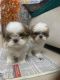 Shih Tzu Puppies for sale in Olymbus, Ramanathapuram, Tamil Nadu 641045, India. price: 16000 INR