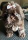 Shih Tzu Puppies for sale in Carlisle, KY 40311, USA. price: NA