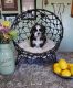 Shih Tzu Puppies for sale in Littlestown, PA 17340, USA. price: NA
