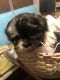 Shih Tzu Puppies for sale in Wyoming County, WV, USA. price: NA