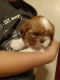 Shih Tzu Puppies for sale in Henderson, KY 42420, USA. price: $1,000