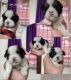 Shih Tzu Puppies for sale in Mowlivakkam, Chennai, Tamil Nadu 600116, India. price: 20000 INR