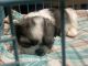 Shih Tzu Puppies for sale in Hoshiarpur, Punjab, India. price: 18000 INR