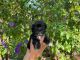 Shih Tzu Puppies for sale in Hacienda Heights, CA, USA. price: $299