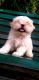 Shih Tzu Puppies for sale in Kothrud, Pune, Maharashtra, India. price: 23000 INR