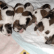 Shih Tzu Puppies for sale in Prince George, VA 23875, USA. price: $1,300
