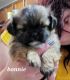 Shih Tzu Puppies for sale in Akron, OH, USA. price: $800