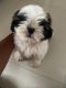 Shih Tzu Puppies for sale in TRIPURA LANDMARK-LL, Bowrampet, Hyderabad, Telangana 500043, India. price: 30000 INR