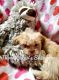 Shih Tzu Puppies for sale in Springfield, MO, USA. price: $1,100