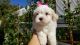 Shih Tzu Puppies for sale in Whittier, CA, USA. price: NA