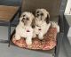 Shih Tzu Puppies for sale in East Wenatchee, WA 98802, USA. price: NA