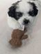 Shih Tzu Puppies for sale in Durham, NC 27713, USA. price: $725