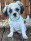 Shih Tzu Puppies for sale in Manor, TX 78653, USA. price: NA