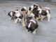 Shih Tzu Puppies for sale in Bagalur Layout, Sagayapura, Richards Town, Bengaluru, Karnataka 560084, India. price: 14000 INR