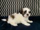 Shih Tzu Puppies for sale in Greenwich, CT, USA. price: NA