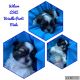 Shih Tzu Puppies for sale in Boiling Springs, SC 29316, USA. price: $1,600