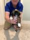 Shih Tzu Puppies for sale in Allendale Charter Twp, MI, USA. price: $120,000