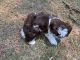 Shih Tzu Puppies for sale in Wilson, NC, USA. price: $1,800