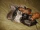 Shih Tzu Puppies for sale in Wittmann, AZ 85361, USA. price: NA
